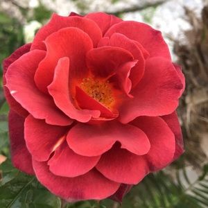 Meet your Posher, Nataly